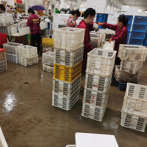 潛江楚淼水產(chǎn)7月炮頭小龍蝦30斤起批發(fā)，全國(guó)可發(fā)售